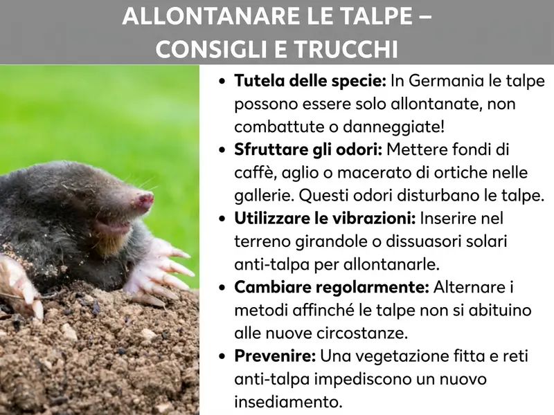 Infografica: un’infografica con il titolo „Allontanare le talpe – consigli e trucchi“ su sfondo grigio. A sinistra si vede la foto di una talpa che emerge dalla terra, con le zampe scavatrici e il musetto rosa ben visibili. A destra sono elencati cinque consigli: primo, „Protezione della specie“: in Italia le talpe possono essere solo allontanate, non catturate né danneggiate. Secondo, „Sfruttare gli odori“: inserire nelle gallerie fondi di caffè, aglio o macerato di ortica, perché questi odori disturbano le talpe. Terzo, „Usare le vibrazioni“: piantare nel terreno girandole a vento o dissuasori solari per talpe, così da allontanarle. Quarto, „Variare regolarmente“: alternare i metodi per evitare che le talpe si abituino. Quinto, „Prevenire“: piantumazioni fitte e reti anti-talpa impediscono nuovi insediamenti.