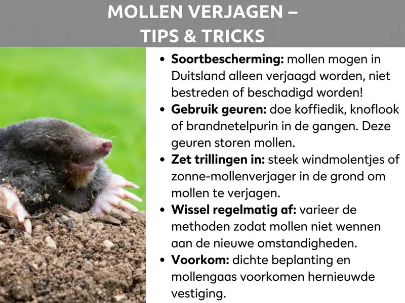 Infographic: Een infographic met de titel "Mol verjagen - tips & tricks" op een grijze achtergrond. Links is een foto van een mol te zien die uit de grond tevoorschijn komt, met zichtbare graafklauwen en een roze snuit. Rechts staan vijf tips als opsomming: ten eerste "Soortenbescherming": mollen mogen in Nederland alleen verjaagd en niet bestreden of beschadigd worden. Ten tweede "Geuren gebruiken": koffiedik, knoflook of brandnetelgier in de gangen doen, omdat deze geuren mollen storen. Ten derde "Trillingen inzetten": windmolentjes of een mollenverjager op zonne-energie in de grond steken om de mol te verjagen. Ten vierde "Regelmatig afwisselen": methoden afwisselen zodat mollen niet aan de nieuwe omstandigheden wennen. Ten vijfde "Voorkomen": dichte beplanting en een mollenraster voorkomen een nieuwe vestiging.