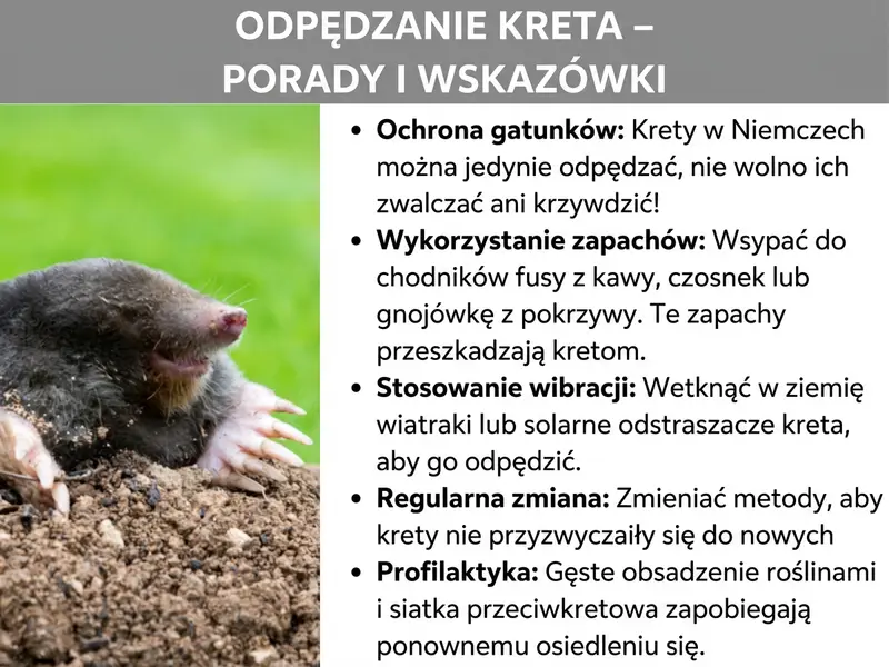 Infografika: Infografika zatytułowana „Odstraszanie kretów – porady i triki" na szarym tle. Po lewej stronie zdjęcie kreta wynurzającego się z ziemi, z widocznymi łapami do kopania i różowym pyskiem. Po prawej stronie pięć porad w formie listy: Po pierwsze „Ochrona gatunkowa": w Polsce krety można jedynie odstraszać, nie wolno ich zwalczać ani krzywdzić. Po drugie „Wykorzystaj zapachy": fusy z kawy, czosnek lub gnojówkę z pokrzyw umieść w korytarzach – te zapachy przeszkadzają kretom. Po trzecie „Zastosuj wibracje": wiatraki ogrodowe lub solarne odstraszacze kretów wbite w ziemię pomagają przepędzić kreta. Po czwarte „Zmieniaj metody": stosuj różne sposoby naprzemiennie, aby krety nie przyzwyczaiły się do jednego bodźca. Po piąte „Zapobiegaj": gęste nasadzenia i siatki na krety zapobiegają ponownemu zasiedleniu.