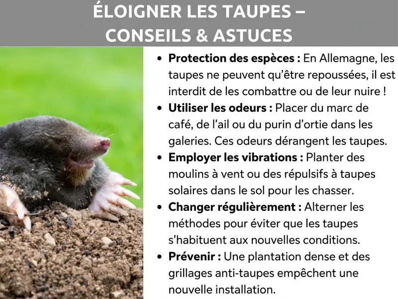 Infographie : comment chasser les taupes. À gauche, une taupe. À droite, une liste de 5 conseils : protéger l'espèce, utiliser les odeurs, miser sur les vibrations, alterner les méthodes et prévenir une nouvelle installation.
