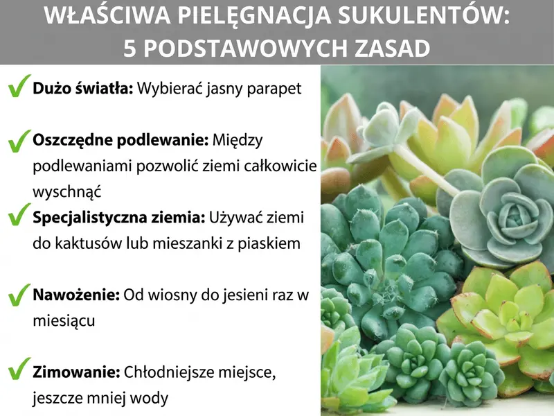 Infografika „Pielęgnacja sukulentów – 5 podstawowych zasad" z listą kontrolną: dużo światła (jasny parapet), rzadkie podlewanie (ziemia między podlewaniami musi wyschnąć), specjalna ziemia (ziemia do kaktusów lub mieszanka z piaskiem), nawożenie (od wiosny do jesieni raz w miesiącu) i zimowanie (chłodne stanowisko, mniej wody) – po prawej zdjęcie różnych zielonych i różowych sukulentów.