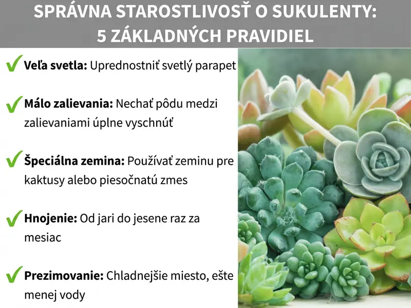 Infografika „Správna starostlivosť o sukulenty – 5 základných pravidiel" s kontrolným zoznamom: veľa svetla (svetlý okenný parapet), málo zalievať (nechať pôdu medzi zálievkami vyschnúť), špeciálny substrát (substrát pre kaktusy alebo zmes s pieskom), hnojenie (od jari do jesene raz mesačne) a prezimovanie (chladné miesto, menej vody) – vpravo fotografia rôznych zelených a ružových sukulentov.