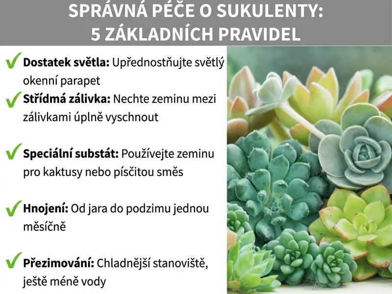 Infografika „Správná péče o sukulenty – 5 základních pravidel" s kontrolním seznamem: hodně světla (světlý parapet), málo zalévat (nechat zeminu mezi zálivkami vyschnout), speciální substrát (pro kaktusy nebo směs s pískem), hnojení (od jara do podzimu jednou měsíčně) a přezimování (chladnější místo, méně vody) – vpravo fotografie různých zelených a růžových sukulentů.