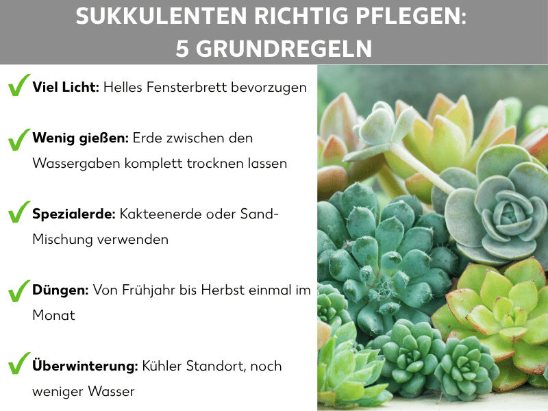 Infografik „Sukkulenten richtig pflegen – 5 Grundregeln" mit Checkliste: viel Licht (helles Fensterbrett), wenig gießen (Erde zwischen den Wassergaben trocknen lassen), Spezialerde (Kakteenerde oder Sandmischung), Düngen (Frühjahr bis Herbst einmal im Monat) und Überwinterung (kühler Standort, weniger Wasser) – rechts ein Foto mit verschiedenen grünen und rosafarbenen Sukkulenten.
