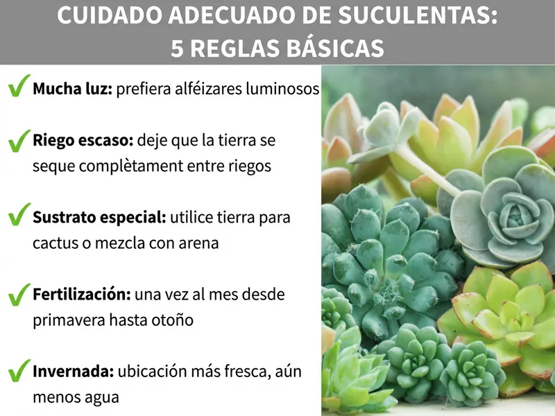 Infografía «Cuidados de suculentas: 5 reglas básicas» con lista de verificación: mucha luz (alféizar luminoso), regar poco (dejar secar la tierra entre riegos), sustrato especial (tierra para cactus o mezcla con arena), abonar (una vez al mes de primavera a otoño) e hibernación (lugar fresco, menos agua). A la derecha, una foto con varias suculentas verdes y rosadas.
