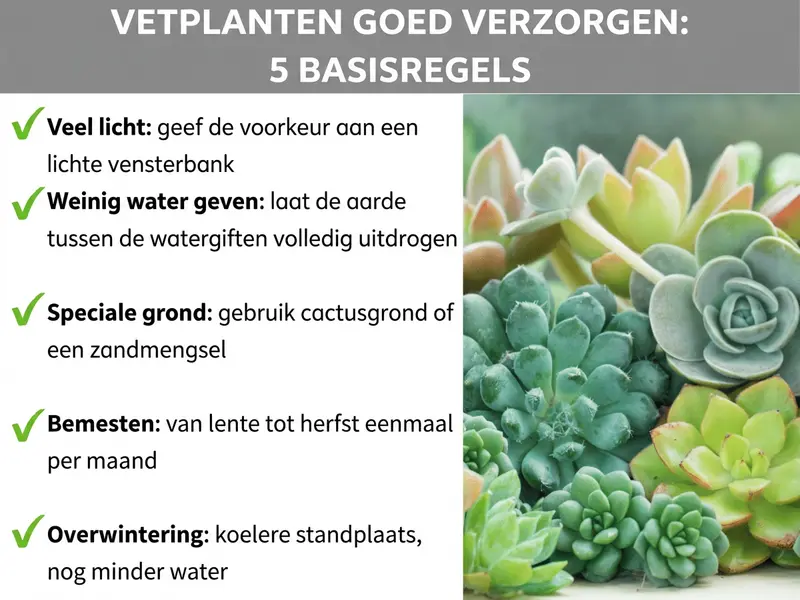Infographic "Vetplanten verzorgen – 5 basisregels" met checklist: veel licht (lichte vensterbank), weinig water geven (aarde tussen de gietbeurten laten opdrogen), speciale aarde (cactusgrond of zandmengsel), bijmesten (voorjaar tot herfst eenmaal per maand) en overwintering (koele standplaats, minder water) – rechts een foto met verschillende groene en roze vetplanten.