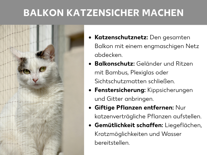 Infografik „Balkon katzensicher machen" mit einem Foto einer weißen Katze hinter einem Schutznetz sowie fünf Tipps: Katzenschutznetz anbringen, Geländer und Ritzen schließen, Fenster sichern, giftige Pflanzen entfernen und eine gemütliche Umgebung mit Liegeflächen und Wasser schaffen.