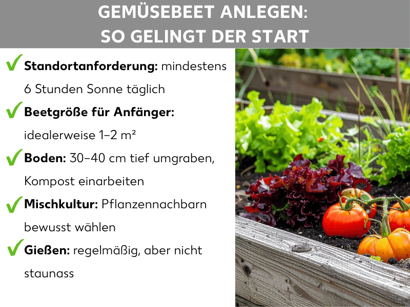 Infografik: Gemüsebeet anlegen – so gelingt der Start. Die Grafik listet fünf Punkte auf: 1. Standortanforderung: mindestens 6 Stunden Sonne täglich. 2. Beetgröße für Anfänger: idealerweise 1–2 m². 3. Boden: 30–40 cm tief umgraben, Kompost einarbeiten. 4. Mischkultur: Pflanzennachbarn bewusst wählen. 5. Gießen: regelmäßig, aber nicht staunass. Rechts daneben ist ein Foto eines bepflanzten Holzhochbeetes mit Salat und Tomaten zu sehen.