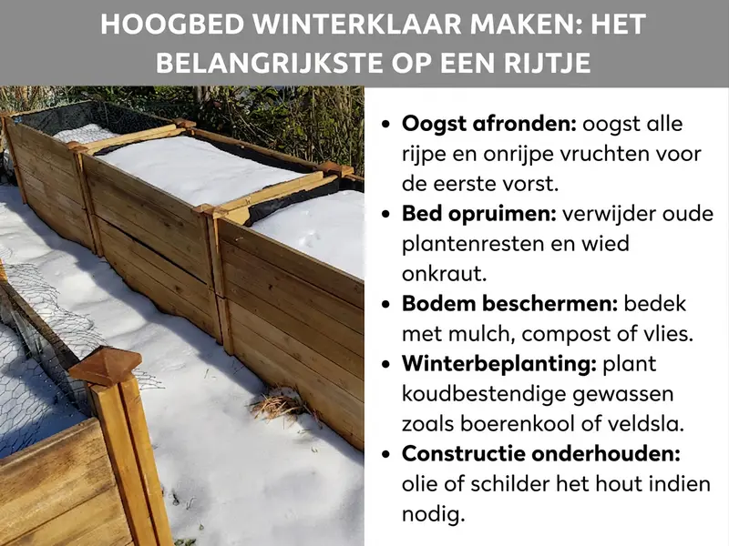 Infographic: verhoogd bed winterklaar maken: het belangrijkste op een rij. De lijst bevat vijf punten: 1. Oogst afronden: alle rijpe en onrijpe vruchten vóór de eerste vorst oogsten. 2. Bed opruimen: oude plantenresten verwijderen, onkruid wieden. 3. Bodem beschermen: afdekken met mulch, compost of vlies. 4. Winterbeplanting: koudebestendige planten zoals boerenkool of veldsla aanbrengen. 5. Constructie onderhouden: hout indien nodig oliën of lakken. Links ernaast is een foto te zien van een met sneeuw bedekt houten verhoogd bed in de winter.