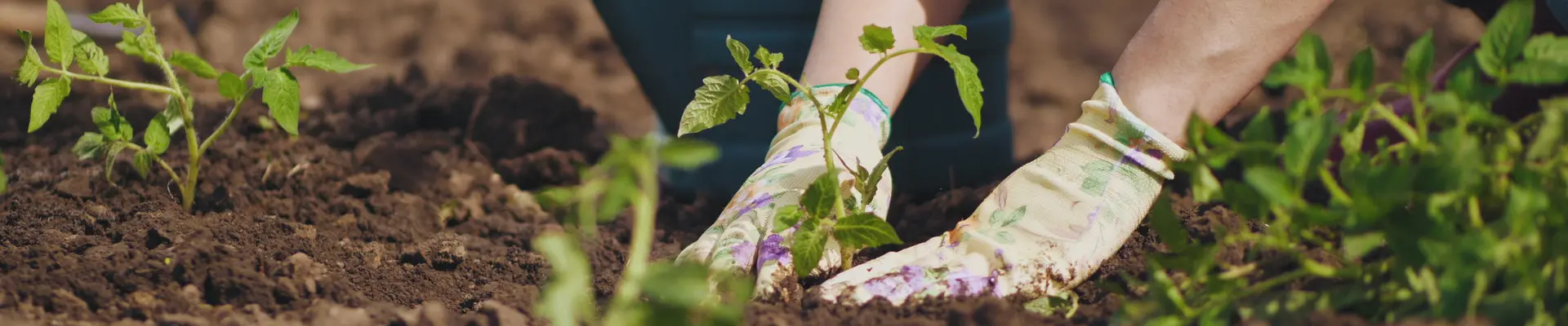 Schmuckbild: Eine Person mit Gartenhandschuhen pflanzt eine Pflanze in ein Beet.