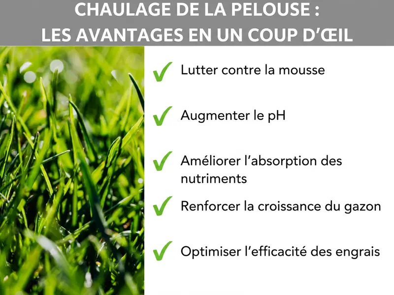 Infographie : avantages du chaulage du gazon en bref. La liste comprend cinq points : 1. Lutter contre la mousse. 2. Remonter le pH. 3. Améliorer l'absorption des nutriments. 4. Renforcer la croissance du gazon. 5. Rendre l'engrais plus efficace.