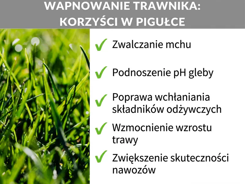 Infografika: zalety wapnowania trawnika w skrócie. Lista obejmuje pięć punktów: 1. Zwalczanie mchu. 2. Podniesienie pH gleby. 3. Poprawa przyswajania składników odżywczych. 4. Wzmocnienie wzrostu trawy. 5. Zwiększenie wydajności nawozu.