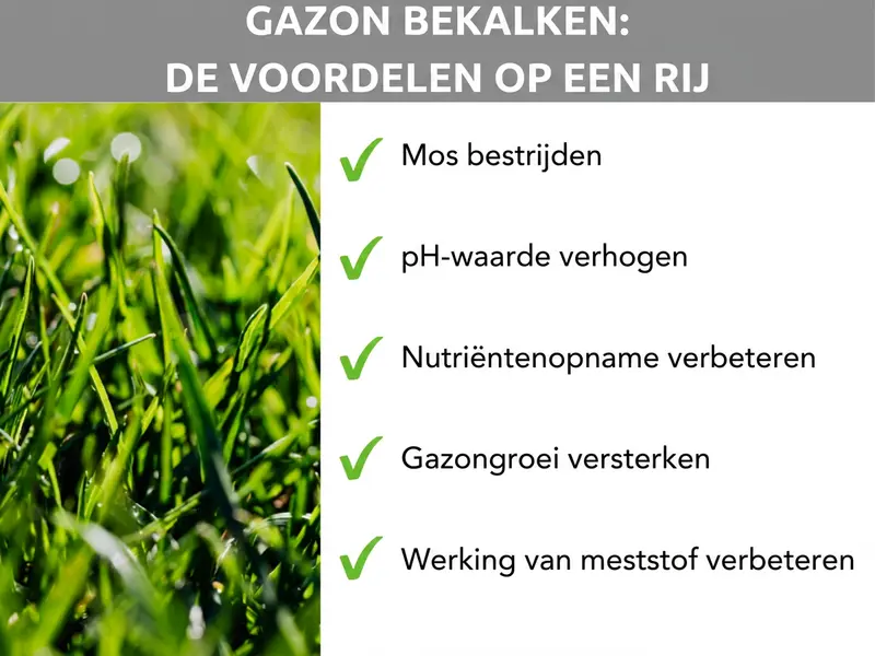 Infographic: voordelen van gazon kalken in een oogopslag. De lijst bevat vijf punten: 1. Mos bestrijden. 2. pH-waarde verhogen. 3. Opname van voedingsstoffen verbeteren. 4. Gazongroei versterken. 5. Meststoffen effectiever maken.