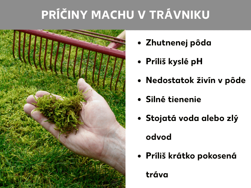 Infografika: Príčiny výskytu machu v trávniku. Ruka drží hrsť machu nad trávnikom zarasteným machom, v pozadí je vidieť červené hrable. Zoznam uvádza šesť príčin: zhutnená pôda, príliš kyslé pH, nedostatok živín v pôde, silné zatienenie, stojatá voda alebo zlá drenáž, príliš nakrátko kosená tráva.