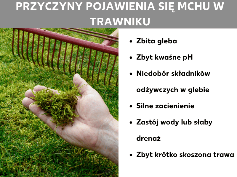 Infografika: przyczyny pojawiania się mchu na trawniku. Dłoń trzyma garść mchu nad trawnikiem porośniętym mchem, w tle widać czerwone grabie. Lista przedstawia sześć przyczyn: zbita gleba, zbyt kwaśne pH, niedobór składników odżywczych, silne zacienienie, zastój wody lub słaby drenaż, zbyt krótko koszona trawa.