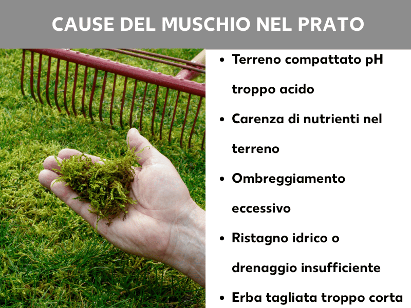 Infografica: cause del muschio nel prato. Una mano tiene una manciata di muschio sopra un prato infestato, sullo sfondo si vede un rastrello rosso. L'elenco mostra sei cause: terreno compatto, pH troppo acido, carenza di nutrienti nel suolo, ombra eccessiva, ristagno d’acqua o drenaggio insufficiente, erba tagliata troppo corta.