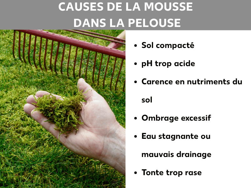 Infographie montrant les causes de la mousse dans le gazon. Une main tient une poignée de mousse au-dessus d'une pelouse envahie, avec un râteau rouge en arrière-plan. La liste indique six causes : sol compacté, pH trop acide, carence en nutriments, ombre persistante, eau stagnante ou mauvais drainage, herbe tondue trop court.