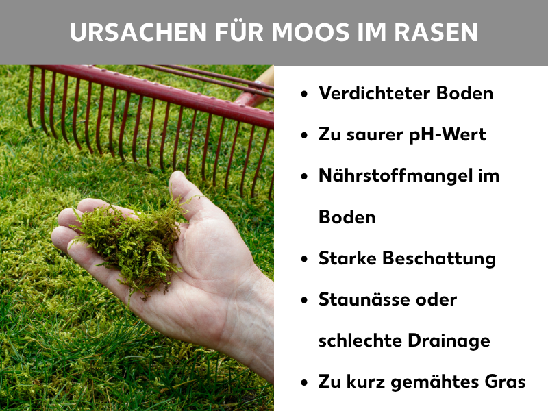 Infografik: Ursachen für Moos im Rasen. Eine Hand hält eine Handvoll Moos über einem moosbedeckten Rasen, im Hintergrund ist ein roter Rasenrechen zu sehen. Die Liste zeigt sechs Ursachen: Verdichteter Boden, Zu saurer pH-Wert, Nährstoffmangel im Boden, Starke Beschattung, Staunässe oder schlechte Drainage, Zu kurz gemähtes Gras.
