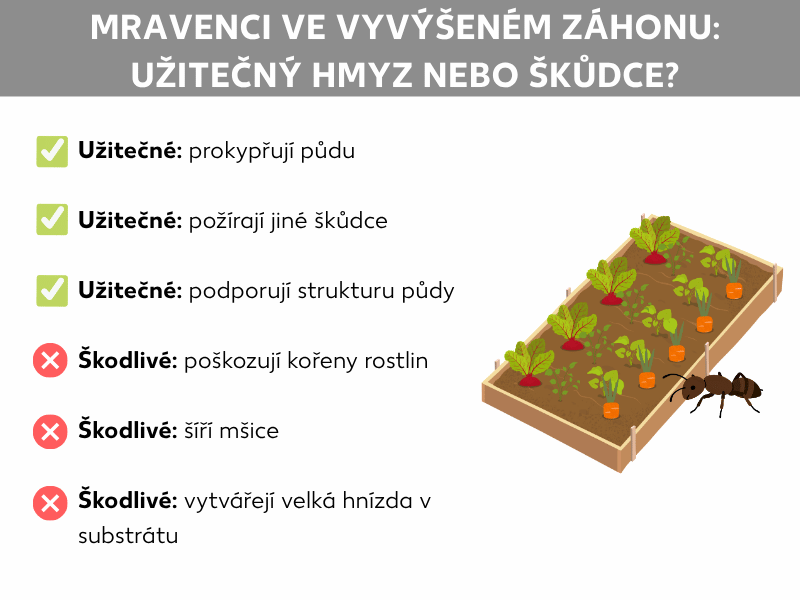 Infografika: Mravenci ve vyvýšeném záhoně – užiteční, nebo škodliví? Na jedné straně jsou vypsány jejich přínosy (kypří půdu, požírají škůdce), na druhé straně negativa (poškozují kořeny, rozšiřují mšice). Vpravo je ilustrace osázeného vyvýšeného záhonu.