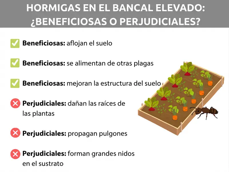 Infografía: hormigas en el huerto elevado: ¿beneficiosas o perjudiciales? El gráfico muestra dos categorías: beneficiosas (marcas de verificación verdes) con los puntos: airean el suelo, se alimentan de otras plagas y mejoran la estructura del suelo. Perjudiciales (cruces rojas) con los puntos: dañan las raíces de las plantas, propagan pulgones y forman grandes nidos en el sustrato. A la derecha, una ilustración de un huerto elevado con plantas y una hormiga en primer plano.