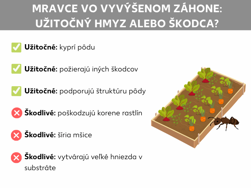 Infografika: Mravce vo vyvýšenom záhone – užitoční, alebo škodliví? Grafika zobrazuje dve kategórie: Užitočné (zelené fajočky) s bodmi: prevzdušňujú pôdu, požierajú iných škodcov a zlepšujú štruktúru pôdy. Škodlivé (červené krížiky) s bodmi: poškodzujú korene rastlín, rozširujú vošky a vytvárajú veľké hniezda v substráte. Vpravo ilustrácia osadeného vyvýšeného záhona s mravcom v popredí.