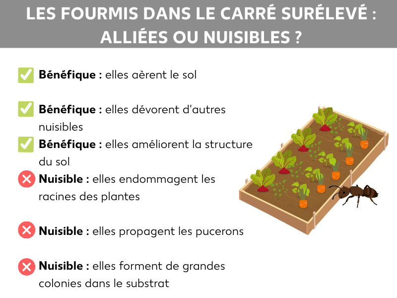 Infographie : fourmis dans un potager surélevé – utiles ou nuisibles ? Le visuel présente deux catégories : Utiles (coches vertes) avec les points suivants : aèrent le sol, mangent d'autres nuisibles, améliorent la structure du sol. Nuisibles (croix rouges) avec les points suivants : endommagent les racines, favorisent les pucerons, créent de grands nids dans le substrat. À droite, illustration d'un potager surélevé planté avec une fourmi au premier plan.