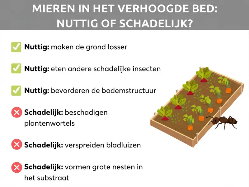Infographic: Mieren in moestuinbak – nuttig of schadelijk? De afbeelding toont twee categorieën: Nuttig (groene vinkjes) met de punten woelen de grond los, eten ander ongedierte en bevorderen de bodemstructuur. Schadelijk (rode kruisjes) met de punten beschadigen plantenwortels, verspreiden bladluizen en vormen grote nesten in het substraat. Rechts een illustratie van een beplante moestuinbak met een mier op de voorgrond.