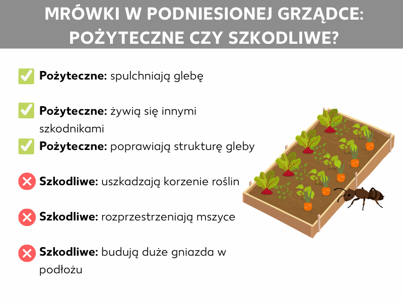 Infografika: Mrówki w wysokiej grządce – pożyteczne czy szkodliwe? Grafika przedstawia dwie kategorie: Pożyteczne (zielone „ptaszki") z punktami: spulchniają glebę, zjadają inne szkodniki i poprawiają strukturę gleby. Szkodliwe (czerwone „X") z punktami: uszkadzają korzenie roślin, roznoszą mszyce i tworzą duże gniazda w podłożu. Po prawej stronie ilustracja obsadzonej wysokiej grządki z mrówką na pierwszym planie.