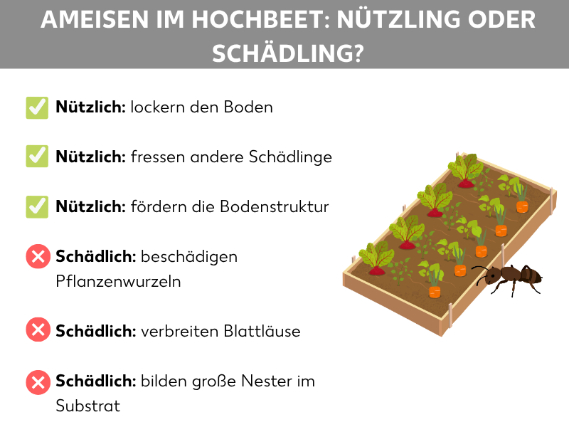 Infografik: Ameisen im Hochbeet – Nützling oder Schädling? Die Grafik zeigt zwei Kategorien: Nützlich (grüne Häkchen) mit den Punkten lockern den Boden, fressen andere Schädlinge und fördern die Bodenstruktur. Schädlich (rote X) mit den Punkten beschädigen Pflanzenwurzeln, verbreiten Blattläuse und bilden große Nester im Substrat. Rechts daneben eine Illustration eines bepflanzten Hochbeets mit einer Ameise im Vordergrund.