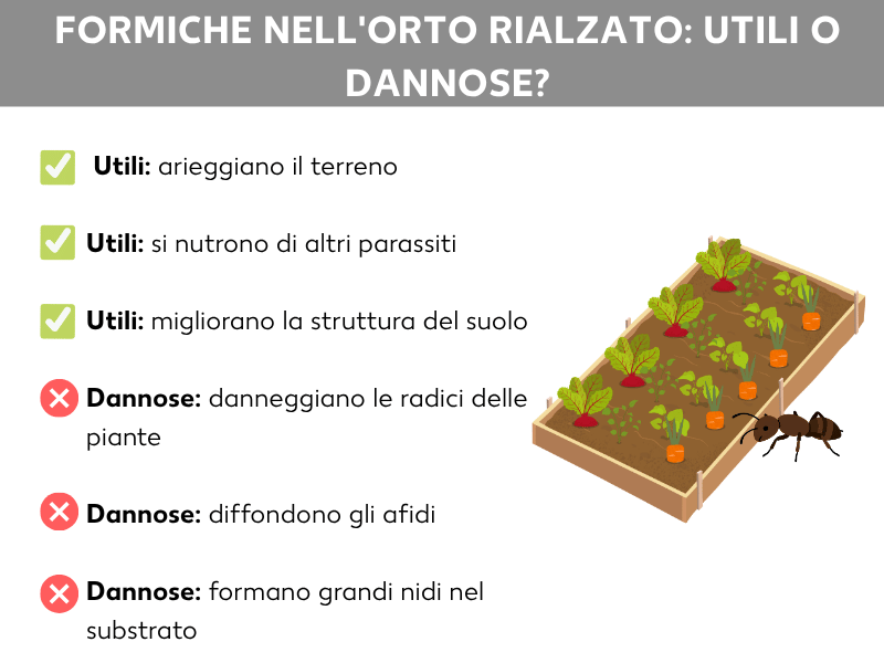Infografica: formiche nell'orto rialzato – utili o dannose? Il grafico mostra due categorie: Utili (segni di spunta verdi) con i punti: rendono il terreno più soffice, si nutrono di altri parassiti e migliorano la struttura del suolo. Dannose (X rosse) con i punti: danneggiano le radici delle piante, favoriscono la diffusione degli afidi e formano nidi grandi nel substrato. A destra, un'illustrazione di un orto rialzato con una formica in primo piano.