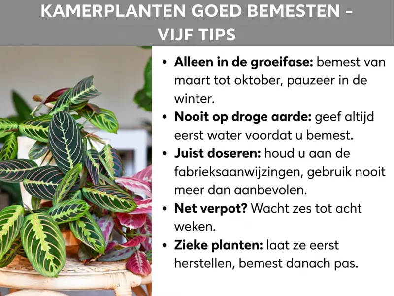 Infographic: "Kamerplanten goed bemesten – vijf tips". Links is een foto te zien van een weelderige kamerplant met donkergroene en roodpaarse bladeren met lichte patronen (vermoedelijk een Maranta of Calathea) in een gevlochten sierpot. Rechts staan vijf tips als opsommingslijst: 1. Alleen in de groeifase: Bemest van maart tot oktober en pauzeer in de winter. 2. Nooit op droge aarde: Giet altijd voor het bemesten. 3. Juist doseren: Volg de aanwijzingen van de fabrikant op en gebruik nooit meer dan aanbevolen. 4. Net verpot? Zes tot acht weken wachten. 5. Zieke planten: Laat ze eerst herstellen en bemest daarna. De afbeelding heeft een witte achtergrond; de titel staat in een grijze banner bovenaan in vette witte letters.