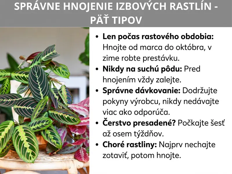 Infografika: „Správne hnojenie izbových rastlín – päť tipov". Vľavo je fotografia bujnej izbovej rastliny s tmavozelenými a červenofialovými listami so svetlými vzormi (pravdepodobne Maranta alebo Calathea) v pletenom kvetináči. Vpravo je päť tipov vo forme zoznamu: 1. Len počas vegetačného obdobia: od marca do októbra hnojte, v zime urobte prestávku. 2. Nikdy na suchú pôdu: pred hnojením vždy zalejte. 3. Správne dávkovanie: dodržiavajte pokyny výrobcu, nikdy viac, než sa odporúča. 4. Čerstvo presadená? Počkajte šesť až osem týždňov. 5. Choré rastliny: nechajte ich najskôr zotaviť a až potom hnojte. Grafika má biele pozadie; nadpis je v sivom banneri hore, tučným bielym písmom.