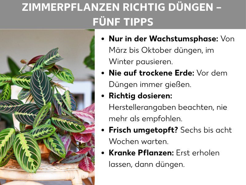 Infografik: „Zimmerpflanzen richtig düngen – fünf Tipps". Links ist ein Foto einer üppigen Zimmerpflanze mit dunkelgrünen und rötlich-violetten Blättern mit hellen Musterzeichnungen (vermutlich eine Maranta oder Calathea) in einem geflochtenen Übertopf zu sehen. Rechts daneben stehen fünf Tipps als Aufzählungsliste: 1. Nur in der Wachstumsphase: Von März bis Oktober düngen, im Winter pausieren. 2. Nie auf trockene Erde: Vor dem Düngen immer gießen. 3. Richtig dosieren: Herstellerangaben beachten, nie mehr als empfohlen. 4. Frisch umgetopft? Sechs bis acht Wochen warten. 5. Kranke Pflanzen: Erst erholen lassen, dann düngen. Die Grafik hat einen weißen Hintergrund; der Titel ist in einem grauen Banner oben in fetter weißer Schrift gesetzt.