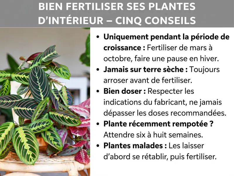 Infographie : « Bien fertiliser ses plantes d'intérieur – cinq conseils ». À gauche, une photo d'une plante d'intérieur luxuriante aux feuilles vert foncé et rouge violacé avec des motifs clairs (probablement un Maranta ou un Calathea) dans un cache-pot tressé. À droite, cinq conseils sous forme de liste : 1. Uniquement en phase de croissance : fertiliser de mars à octobre, faire une pause en hiver. 2. Jamais sur terre sèche : toujours arroser avant de fertiliser. 3. Bien doser : respecter les indications du fabricant, ne jamais dépasser la dose recommandée. 4. Rempotage récent ? Attendre six à huit semaines. 5. Plantes malades : laisser d'abord récupérer, puis fertiliser. Fond blanc ; le titre est inscrit dans un bandeau gris en caractères blancs gras.