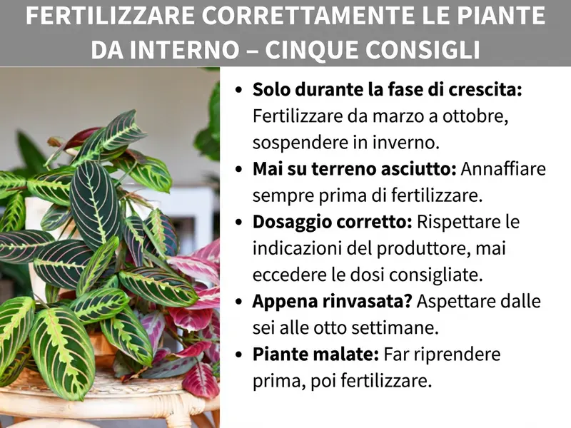 Infografica: „Come concimare correttamente le piante da interno – cinque consigli". A sinistra, la foto di una pianta da interno rigogliosa con foglie verde scuro e sfumature rossastre-violacee con venature chiare (probabilmente una Maranta o Calathea) in un coprivaso intrecciato. A destra, cinque consigli in elenco puntato: 1. Solo nella fase di crescita: concimare da marzo a ottobre, in inverno sospendere. 2. Mai su terriccio asciutto: annaffiare sempre prima di concimare. 3. Dosare con cura: seguire le indicazioni del produttore, mai superare le dosi consigliate. 4. Appena rinvasata? Aspettare da sei a otto settimane. 5. Piante malate: prima farle riprendere, poi concimare. La grafica ha sfondo bianco; il titolo è in un riquadro grigio in alto con testo bianco in grassetto.
