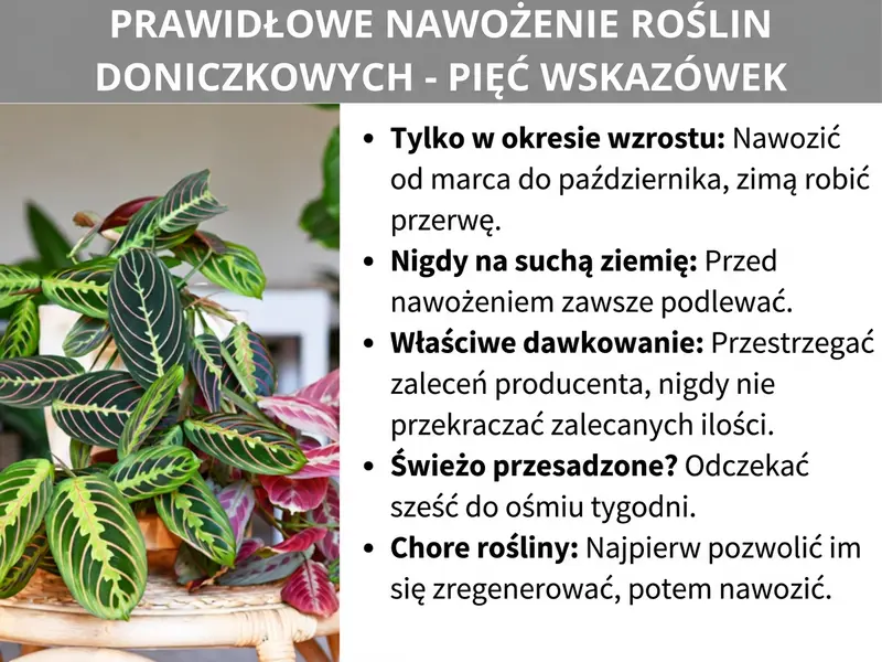 Infografika: „Jak prawidłowo nawozić rośliny doniczkowe – pięć porad". Po lewej stronie zdjęcie bujnej rośliny doniczkowej z ciemnozielonymi i czerwono-fioletowymi liśćmi z jasnymi wzorami (prawdopodobnie maranta lub kalatea) w plecionej osłonce. Po prawej pięć porad w formie listy: 1. Tylko w fazie wzrostu: nawożenie od marca do października, zimą przerwa. 2. Nigdy na suchą ziemię: przed nawożeniem zawsze podlej roślinę. 3. Prawidłowe dawkowanie: przestrzegaj zaleceń producenta, nigdy nie dawaj więcej niż zalecana ilość. 4. Świeżo przesadzona? Odczekaj sześć do ośmiu tygodni. 5. Chore rośliny: najpierw pozwól im wrócić do sił, dopiero potem nawożenie. Grafika ma białe tło, tytuł umieszczony jest na szarym banerze u góry, zapisany białą, pogrubioną czcionką.