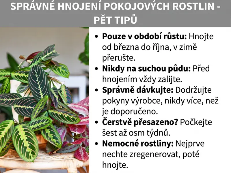 Infografika: „Jak správně hnojit pokojové rostliny – pět tipů". Vlevo je fotografie bujné pokojové rostliny s tmavě zelenými a červenofialovými listy se světlými vzory (pravděpodobně maranta nebo kalatea) v proutěném květináči. Vpravo je pět tipů ve formě seznamu: 1. Pouze ve vegetačním období: Hnojte od března do října, v zimě vynechejte. 2. Nikdy do suché zeminy: Před hnojením vždy zalijte. 3. Správné dávkování: Řiďte se pokyny výrobce, nikdy nepřekračujte doporučenou dávku. 4. Čerstvě přesazeno? Počkejte šest až osm týdnů. 5. Nemocné rostliny: Nejprve nechte zotavit, teprve potom hnojte. Grafika má bílé pozadí; název je v šedém banneru nahoře tučným bílým písmem.