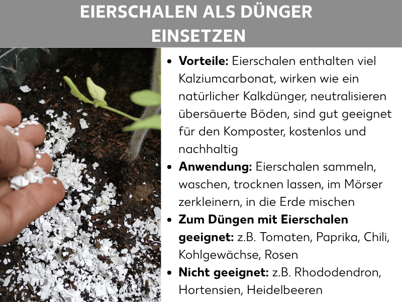 Infografik: „Eierschalen als Dünger einsetzen". Links ein Foto einer Hand, die zerkleinerte weiße Eierschalen auf dunkle Erde streut, in der eine kleine Pflanze wächst. Rechts vier Textabschnitte: Vorteile – Eierschalen enthalten viel Kalziumcarbonat, wirken wie natürlicher Kalkdünger, neutralisieren übersäuerte Böden, sind gut für den Komposter geeignet, kostenlos und nachhaltig. Anwendung – Eierschalen sammeln, waschen, trocknen lassen, im Mörser zerkleinern, in die Erde mischen. Zum Düngen mit Eierschalen geeignet – z.B. Tomaten, Paprika, Chili, Kohlgewächse, Rosen. Nicht geeignet – z.B. Rhododendron, Hortensien, Heidelbeeren.