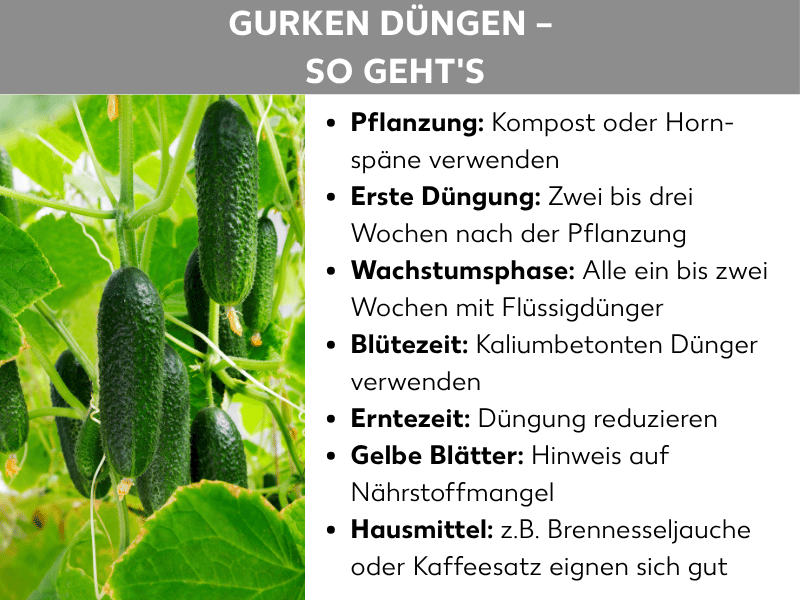 Infografik: Überschrift „Gurken düngen – so geht's". Links ein Foto von an einer Pflanze hängenden grünen Gurken mit Blättern und Ranken. Rechts eine Liste mit Düngetipps: Pflanzung – Kompost oder Hornspäne verwenden; Erste Düngung – zwei bis drei Wochen nach der Pflanzung; Wachstumsphase – alle ein bis zwei Wochen mit Flüssigdünger; Blütezeit – kaliumbetonten Dünger verwenden; Erntezeit – Düngung reduzieren; Gelbe Blätter – Hinweis auf Nährstoffmangel; Hausmittel – z. B. Brennesseljauche oder Kaffeesatz eignen sich gut.
