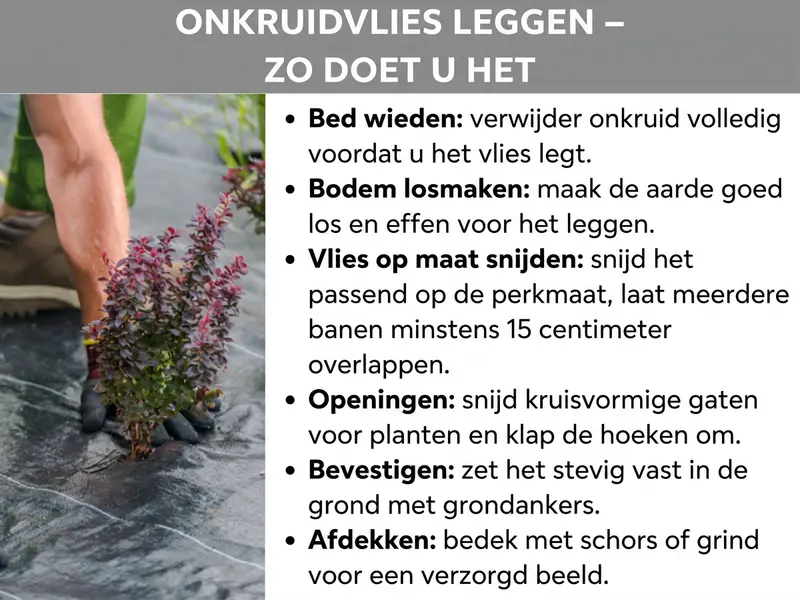 Infographic: "Onkruidvlies leggen – zo doe je het". De afbeelding toont links een foto van een persoon met tuinhandschoenen die een plant door een zwart onkruidvlies plaatst. Rechts ernaast worden zes stappen opgesomd: 1. Bed wieden – verwijder al het onkruid voordat je het vlies legt. 2. Bodem losmaken – werk de aarde goed los en maak het oppervlak vlak. 3. Vlies op maat snijden – snijd het vlies passend op de grootte van het bed; laat meerdere banen minimaal 15 centimeter overlappen. 4. Openingen – snijd kruisvormige gaten voor planten en klap de hoeken om. 5. Bevestigen – fixeer het vlies met grondankers stevig in de grond. 6. Afdekken – bedek het vlies met boomschors of grind voor een verzorgd uiterlijk.