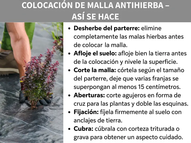Infografía: «Instalar malla antihierbas: así se hace». La imagen muestra a la izquierda una foto de una persona con guantes de jardinería colocando una planta a través de una malla antihierbas negra. A la derecha se explican seis pasos: 1. Desherbar el arriate: eliminar por completo las malas hierbas antes de instalar la malla. 2. Soltar la tierra: aflojar y nivelar bien el suelo antes de la colocación. 3. Recortar la malla: cortarla a la medida del arriate; si se usan varias tiras, dejar al menos 15 centímetros de solape. 4. Aberturas: hacer cortes en forma de cruz para las plantas y doblar las esquinas hacia abajo. 5. Fijar: sujetar la malla al suelo con piquetas. 6. Cubrir: tapar con corteza de pino o grava para un acabado cuidado.
