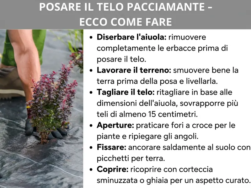 Infografica: „Come posare il telo di pacciamatura – Ecco come fare“. A sinistra, la foto di una persona con guanti da giardinaggio che inserisce una pianta attraverso un telo di pacciamatura nero. A destra, sei passaggi illustrati: 1. Diserbare l'aiuola – rimuovere completamente le erbacce prima di posare il telo. 2. Smuovere il terreno – zappare bene la terra e livellarla prima della posa. 3. Ritagliare il telo – adattarlo alle dimensioni dell'aiuola, sovrapponendo i teli di almeno 15 centimetri. 4. Aperture – praticare tagli a croce per le piante e ripiegare i lembi verso il basso. 5. Fissaggio – ancorare il telo al suolo con appositi picchetti. 6. Copertura – ricoprire con corteccia da pacciamatura o ghiaia per un aspetto curato.