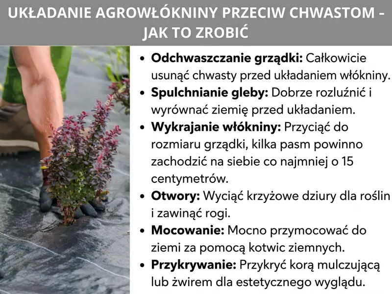 Infografika: „Układanie agrowłókniny – jak to zrobić". Grafika przedstawia po lewej stronie zdjęcie osoby w rękawicach ogrodowych, która sadzi roślinę przez czarną agrowłókninę. Po prawej stronie opisano sześć kroków: 1. Odchwaszczanie – całkowicie usuń chwasty przed ułożeniem włókniny. 2. Spulchnienie gleby – przed ułożeniem dobrze spulchnij i wyrównaj ziemię. 3. Przycinanie włókniny – przytnij ją do rozmiaru grządki, a przy kilku pasach zachowaj co najmniej 15 centymetrów zakładki. 4. Otwory – wytnij krzyżowe nacięcia na rośliny i odegnij rogi. 5. Mocowanie – przymocuj włókninę do ziemi za pomocą kotew. 6. Przykrycie – przykryj korą lub żwirem, aby grządka wyglądała estetycznie.