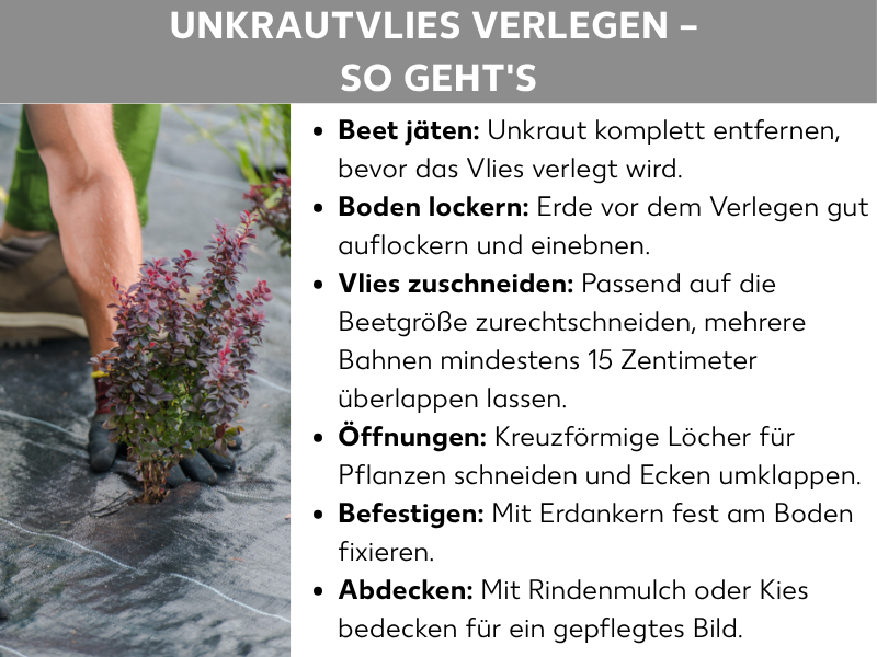 Infografik: „Unkrautvlies verlegen – So geht's". Die Grafik zeigt links ein Foto einer Person mit Gartenhandschuhen, die eine Pflanze durch ein schwarzes Unkrautvlies setzt. Rechts daneben sind sechs Schritte als Aufzählung erklärt: 1. Beet jäten – Unkraut komplett entfernen, bevor das Vlies verlegt wird. 2. Boden lockern – Erde vor dem Verlegen gut auflockern und einebnen. 3. Vlies zuschneiden – Passend auf die Beetgröße zurechtschneiden, mehrere Bahnen mindestens 15 Zentimeter überlappen lassen. 4. Öffnungen – Kreuzförmige Löcher für Pflanzen schneiden und Ecken umklappen. 5. Befestigen – Mit Erdankern fest am Boden fixieren. 6. Abdecken – Mit Rindenmulch oder Kies bedecken für ein gepflegtes Bild.