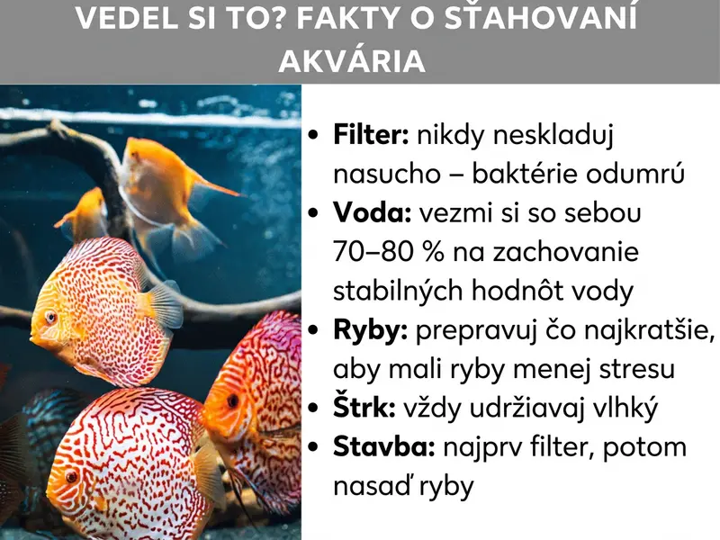 Infografika: Vedeli ste? Fakty o sťahovaní akvária. Vľavo je fotografia s niekoľkými farebnými diskusmi v akváriu. Vpravo je uvedených päť faktov: 1. Filter: nikdy ho neskladujte nasucho – baktérie odumrú. 2. Voda: zoberte si 70 – 80 % so sebou pre stabilné parametre vody. 3. Ryby: prepravujte ich čo najkratšie, aby mali čo najmenej stresu. 4. Štrk: vždy udržiavajte vlhký. 5. Zostavenie: najskôr filter, potom vložte ryby.