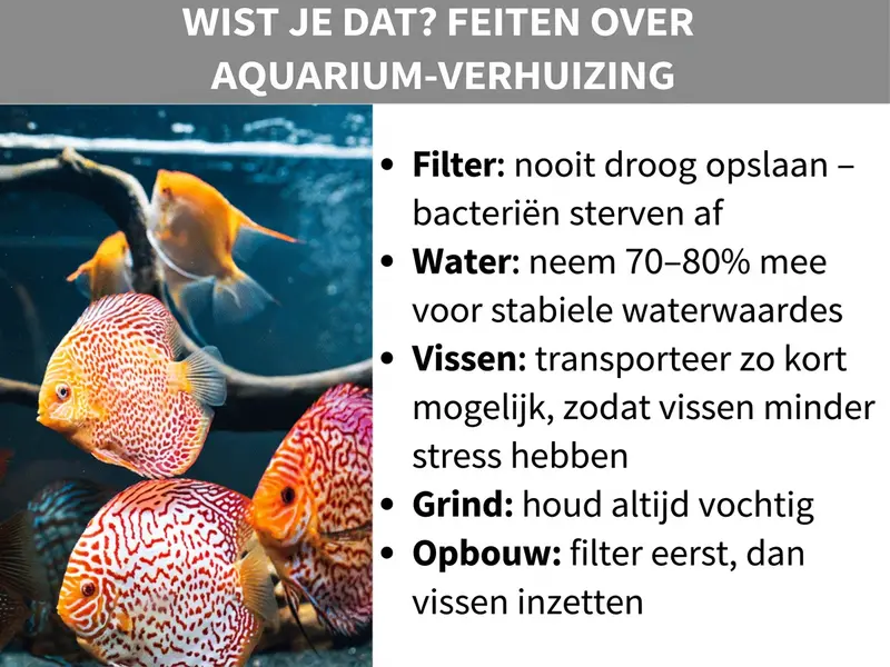 Infographic: Wist je dat? Feiten over het verhuizen van een aquarium. Links is een foto te zien met meerdere kleurrijke discusvissen in een aquarium. Rechts staan vijf feiten: 1. Filter: nooit droog bewaren – bacteriën sterven af. 2. Water: 70-80% meenemen voor stabiele waterwaardes. 3. Vissen: zo kort mogelijk vervoeren, zodat ze minder stress ervaren. 4. Grind: altijd vochtig houden. 5. Opbouw: eerst het filter, dan de vissen erin.