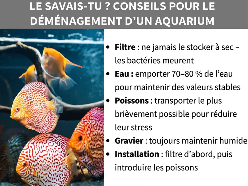 Infographie : Le saviez-vous ? Faits sur le déménagement d'un aquarium. À gauche, une photo de plusieurs poissons discus colorés dans un aquarium. À droite, cinq faits : 1. Filtre : ne jamais le stocker à sec – les bactéries meurent. 2. Eau : emporter 70 à 80 % pour maintenir des paramètres stables. 3. Poissons : transporter le moins longtemps possible pour réduire le stress. 4. Gravier : toujours le garder humide. 5. Remontage : installer le filtre en premier, puis réintroduire les poissons.