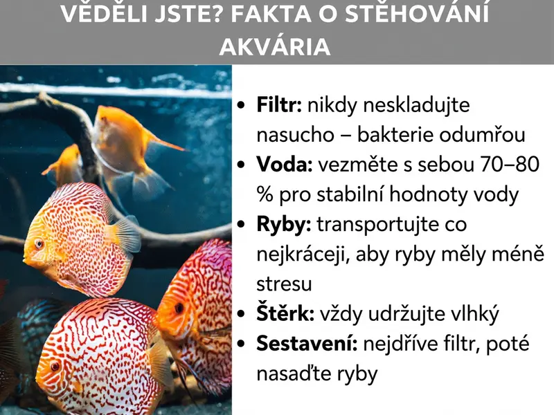Infografika: Věděli jste? Fakta o stěhování akvária. Vlevo je fotografie s několika barevnými terčovci v akváriu. Vpravo je uvedeno pět faktů: 1. Filtr: nikdy neskladujte nasucho – bakterie odumřou. 2. Voda: vezměte si 70–80 % pro stabilní parametry vody. 3. Ryby: přepravujte co nejkratší dobu, abyste omezili stres. 4. Štěrk: vždy udržujte vlhký. 5. Sestavení: nejprve zapojte filtr, pak teprve vložte ryby.