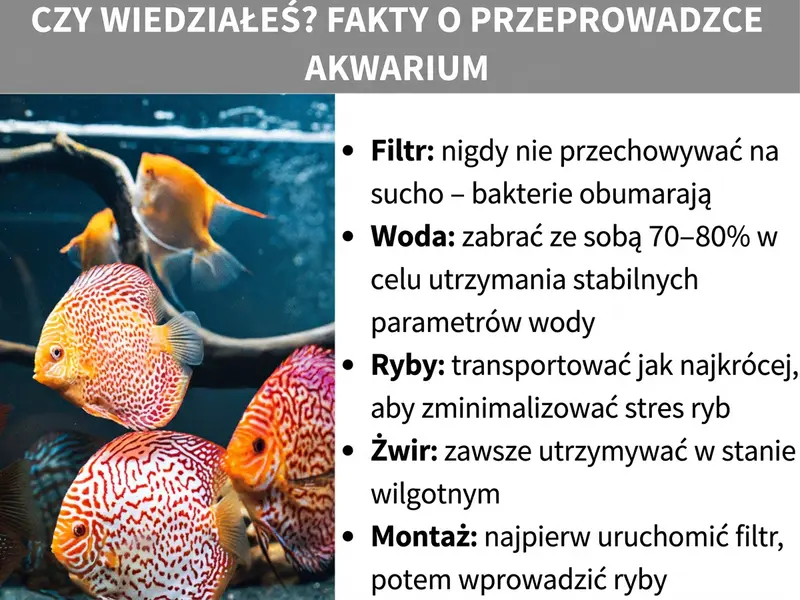 Infografika: Czy wiesz? Fakty o przeprowadzce akwarium. Po lewej stronie zdjęcie kolorowych dyskowców w akwarium. Po prawej pięć faktów: 1. Filtr: nigdy nie przechowuj go na sucho, aby nie zniszczyć kolonii bakterii. 2. Woda: zabierz 70–80%, aby zachować stabilne parametry. 3. Ryby: transportuj jak najkrócej, by ograniczyć ich stres. 4. Żwir: utrzymuj go w wilgoci. 5. Montaż: najpierw podłącz filtr, a dopiero potem wpuść ryby.