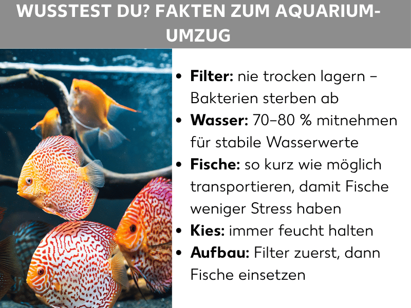 Infografik: Wusstest du? Fakten zum Aquarium-Umzug. Links ist ein Foto mit mehreren bunten Diskusfischen in einem Aquarium zu sehen. Rechts sind fünf Fakten aufgelistet: 1. Filter: nie trocken lagern – Bakterien sterben ab. 2. Wasser: 70–80 % mitnehmen für stabile Wasserwerte. 3. Fische: so kurz wie möglich transportieren, damit Fische weniger Stress haben. 4. Kies: immer feucht halten. 5. Aufbau: Filter zuerst, dann Fische einsetzen.